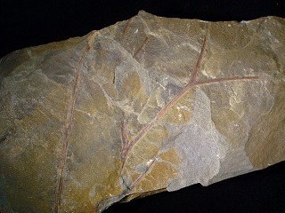 植物化石モレスネティア