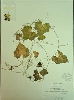 帰化植物アメリカスズメウリ（日本初記録の証拠標本１）