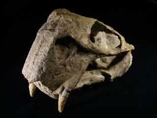 爬虫類頭骨化石リストロサウルス
