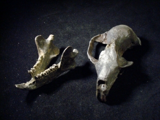 霊長類頭骨化石プラティチョエロプス