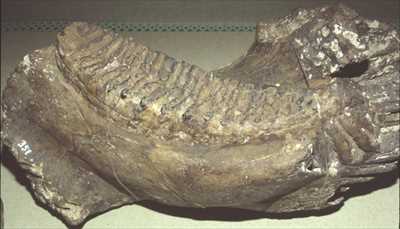 ナウマンゾウ臼歯付下顎化石