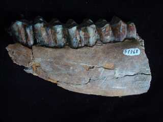 ヤギュウ臼歯付左下顎の化石