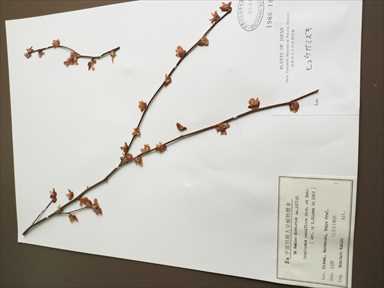 牧野富太郎博士が東京で採集したヒュウガミズキの標本