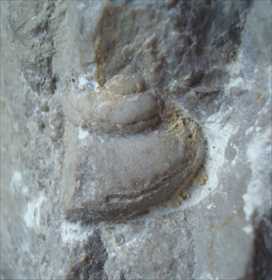 巻貝化石ムールロニアの化石