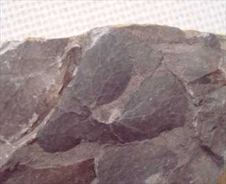 植物化石ハウスマニア　ナリワエンシスの化石