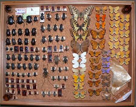 満洲国の昆虫標本
