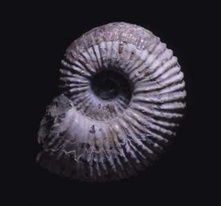 アンモナイト化石ドウビレイセラス
