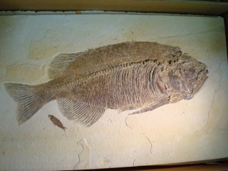 条鰭類化石ファレオダス