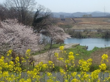 水江の渡しの桜その１