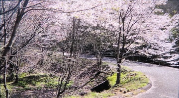 ソメイヨシノと山桜