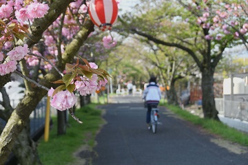 2023年4月11日八重桜が見ごろに