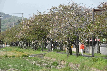 2023年4月14日多くの木で葉桜に