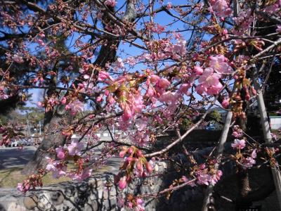 河津桜の花枝