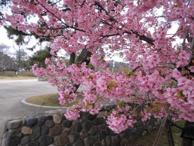 河津桜の花びらと広場