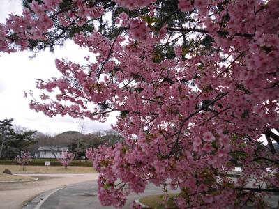 河津桜の花びらと通路