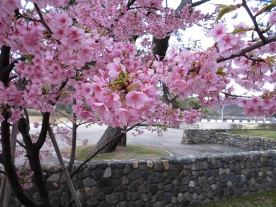 河津桜の花びらと玉石積み壁