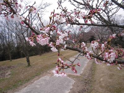 園の南側のソメイヨシノの花枝