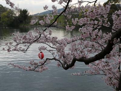 土手の中段園路から見下ろす池と桜の花