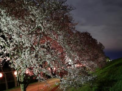 配水池西側の桜並木の花が満開