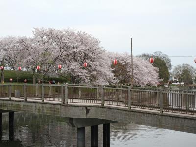橋と散り始めの桜