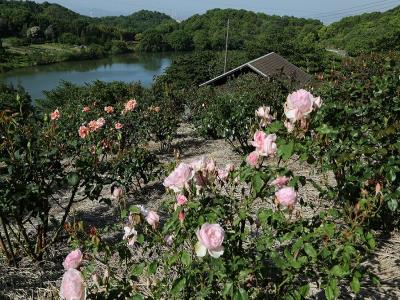 真弓池北東バラ園のバラ